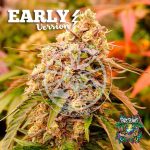 Sunday Punch Early Version