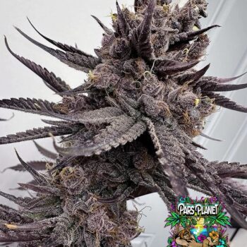 Trap God Seeds
