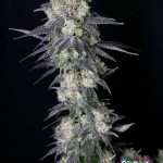 Trippin' Dots Feminized Seeds by Cipher Genetics