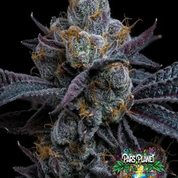 White Runtz Seeds