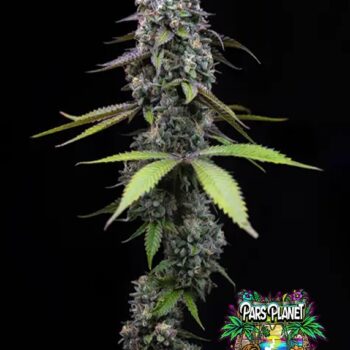 Zoap Seeds