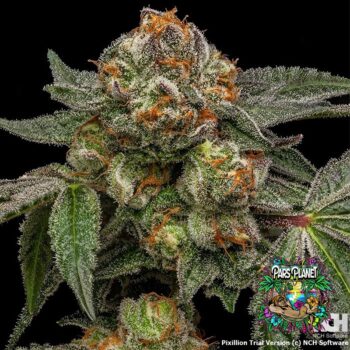 Zake Feminized