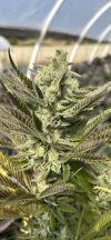Abakashi Feminized Seeds by Higher Heights Mendo