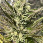 Abakashi Feminized Seeds by Higher Heights Mendo
