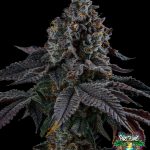 Scarlet Fever Feminized Seeds by Tokesly