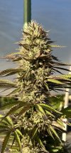 Fresh Citrus Feminized Seeds by Higher Heights Mendo
