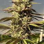 Fresh Citrus Feminized Seeds by Higher Heights Mendo
