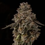 Gold Bars Feminized Seeds by Seed Junkey