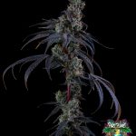 Scarlet Haze Feminized Seeds by Tokesly