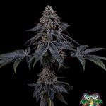 Scarlet Jelly Feminized Seeds by Tokesly