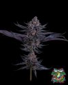 Scarlet Cookies Feminized Seeds by Tokesly