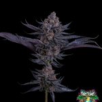 Scarlet Cookies Feminized Seeds by Tokesly