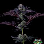 Scarlet Cookiez Feminized Seeds by Tokesly