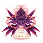 Red Halo Feminized Seeds by Conscious Genetics