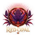 Red Opal Feminized Seeds by Conscious Genetics