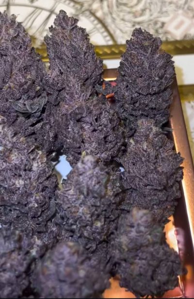 Red Kachina 3.0 Feminized Seeds by Conscious Genetics - Image 2