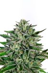 Pina Blanca Feminized Seeds by Higher Heights Mendo