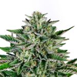 Pina Blanca Feminized Seeds by Higher Heights Mendo