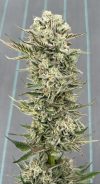 Star Apple Feminized Seeds by Higher Heights Mendo