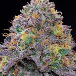 Blue Gelonade Feminized Seeds by Grounded Genetics