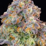 Blue Zlime Feminized Seeds by Grounded Genetics