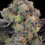 Blueberry Zkunk Feminized Seeds by Grounded Genetics