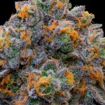 Bluzcotti Feminized Seeds by Grounded Genetics