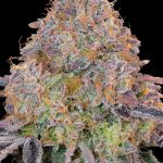 Bluzzi Feminized Seeds by Grounded Genetics