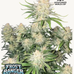 Frostbanger Auto Seeds by Fast Buds