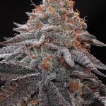 Kashmir Black Feminized Seeds by Grounded Genetics