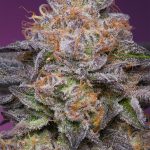 Lime Drizzle Feminized Seeds by Grounded Genetics Limited Edition