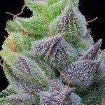 Peach Limonade Feminized Seeds by Grounded Genetics