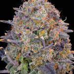 Pink Chai Feminized Seeds by Grounded Genetics