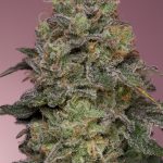 Pink Parmesan Feminized Seeds by Grounded Genetics