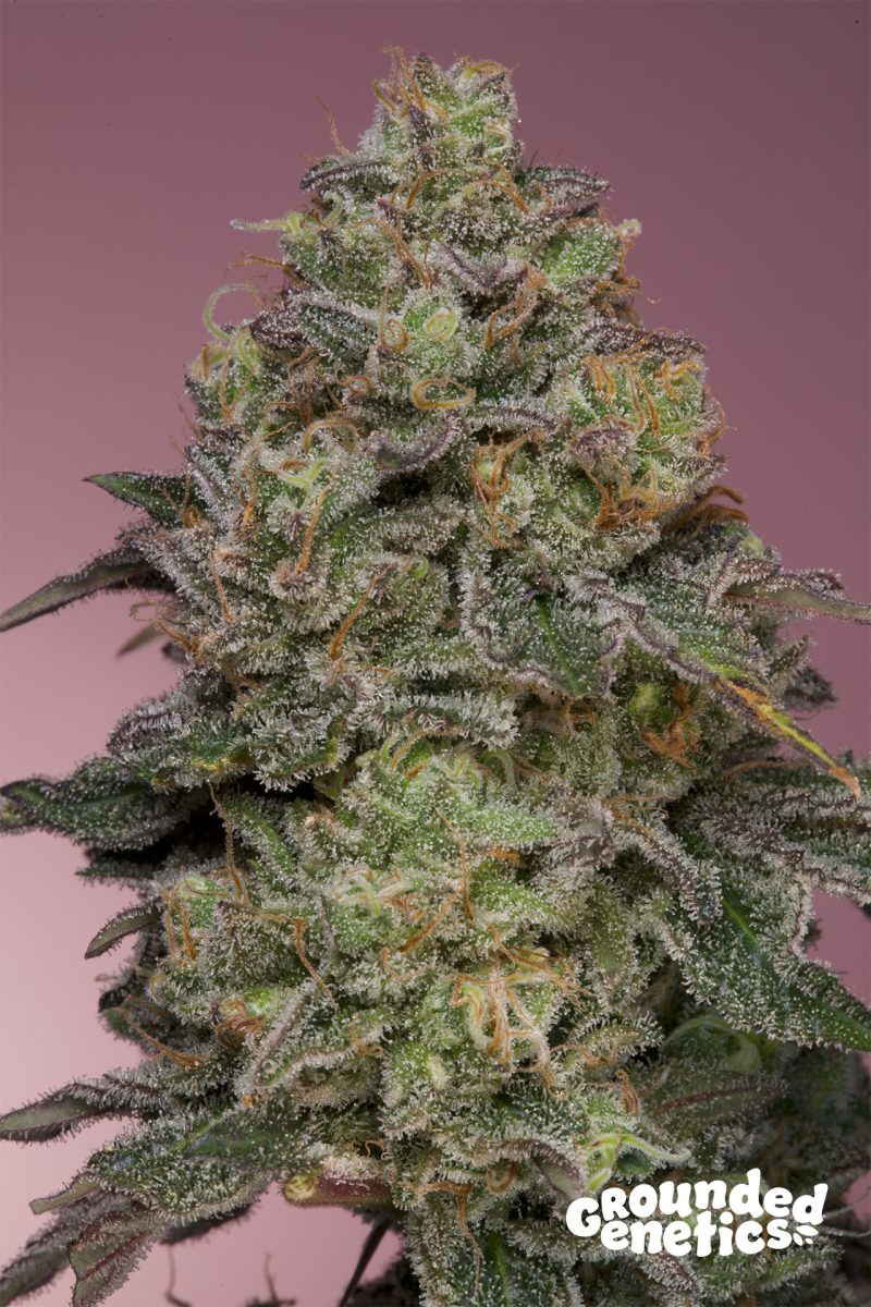 Pink-Parmesan- Pink Parmesan Feminized Seeds by Grounded Genetics - Image 1