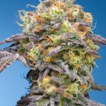 Plumz Feminized Seeds by Grounded Genetics Limited Edition