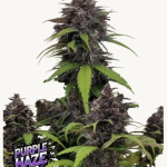 Purple Haze Auto Seeds by Fast Buds