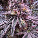 Sour Blucci Feminized Seeds by Grounded Genetics