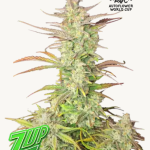 Z-Up Auto Seeds by Fast Buds