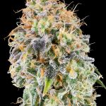 Zkunk Feminized Seeds by Grounded Genetics