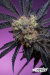 Zoapaya Feminized Seeds by Grounded Genetics Limited Edition