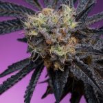 Zoapaya Feminized Seeds by Grounded Genetics Limited Edition