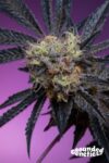 Zoapaya Feminized Seeds by Grounded Genetics Limited Edition