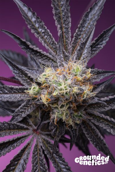 Zoapaya Feminized Seeds by Grounded Genetics Limited Edition - Image 2