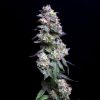 Baked Apple Cherries Feminized Seeds by Elev8 Seeds Genetics - Image 2