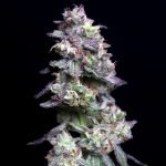 Baked Apple Cherries Feminized Seeds by Elev8 Seeds Genetics
