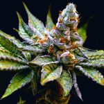 Birthday Punch Feminized Seeds by Elev8 Seeds Genetics