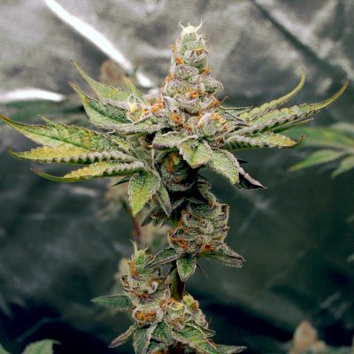 Birthday Punch Feminized Seeds by Elev8 Seeds Genetics - Image 2