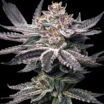 Double Dunked Feminized Seeds by Elev8 Seeds Genetics
