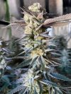 Huckleberry Punch Feminized Seeds by Elev8 Seeds Genetics